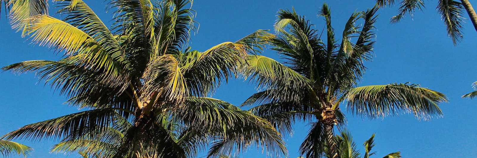 Palm Beach Gardens House Cleaning & Maids background